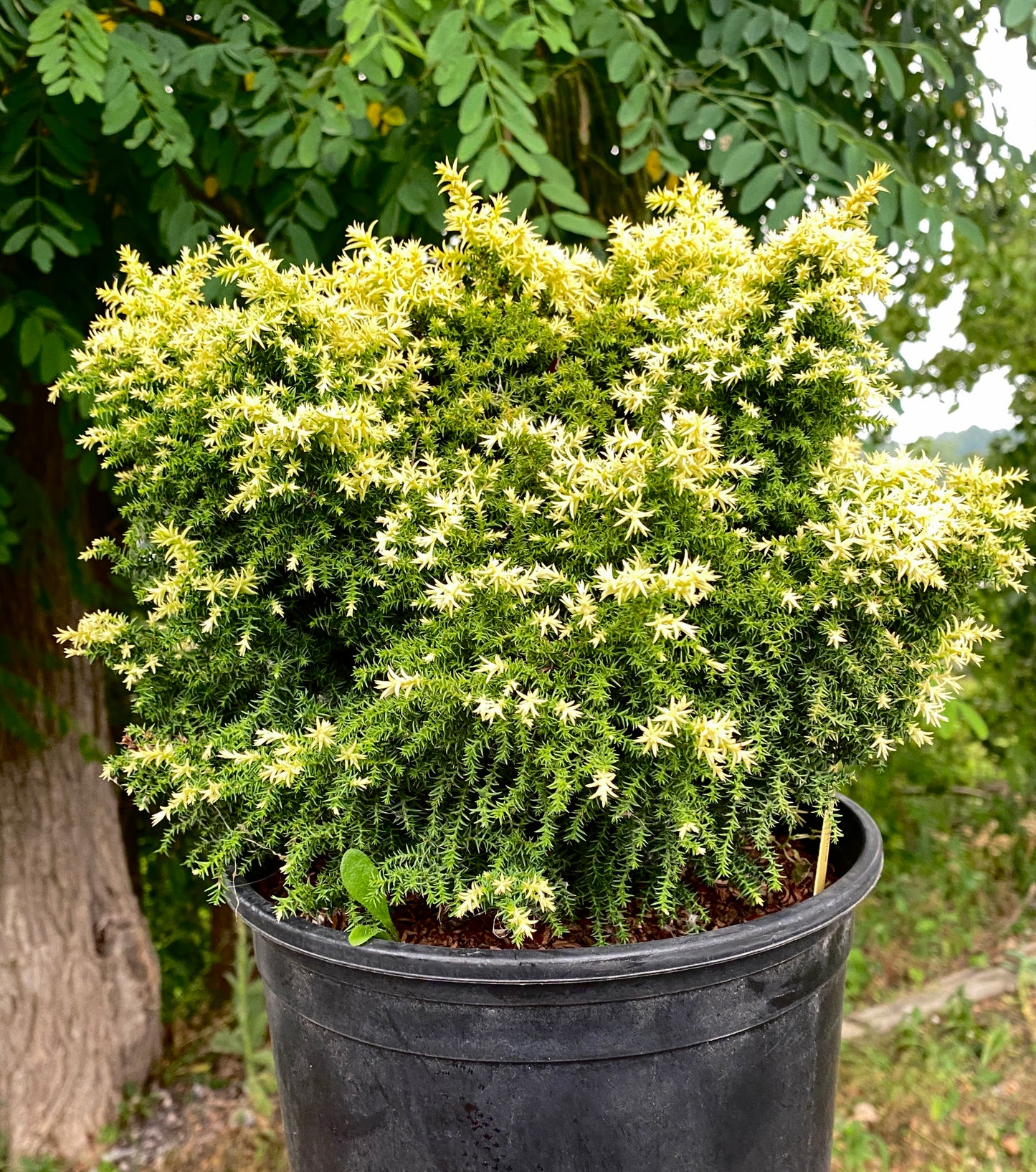 Cryptomeria japonica 'Twinkle Toes'