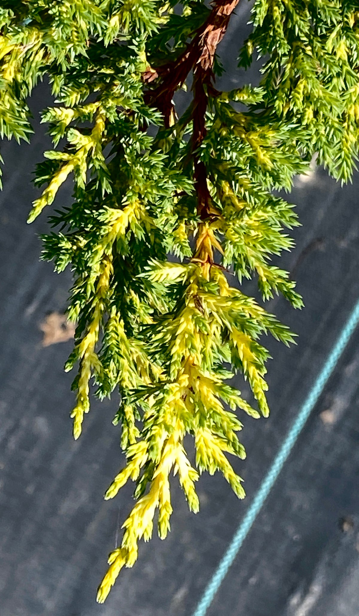Juniperus chinensis 'Daub's Frosted'