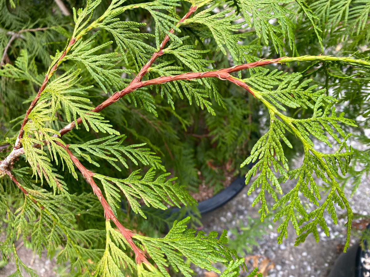 Thuja plicata 'Holly Turner'