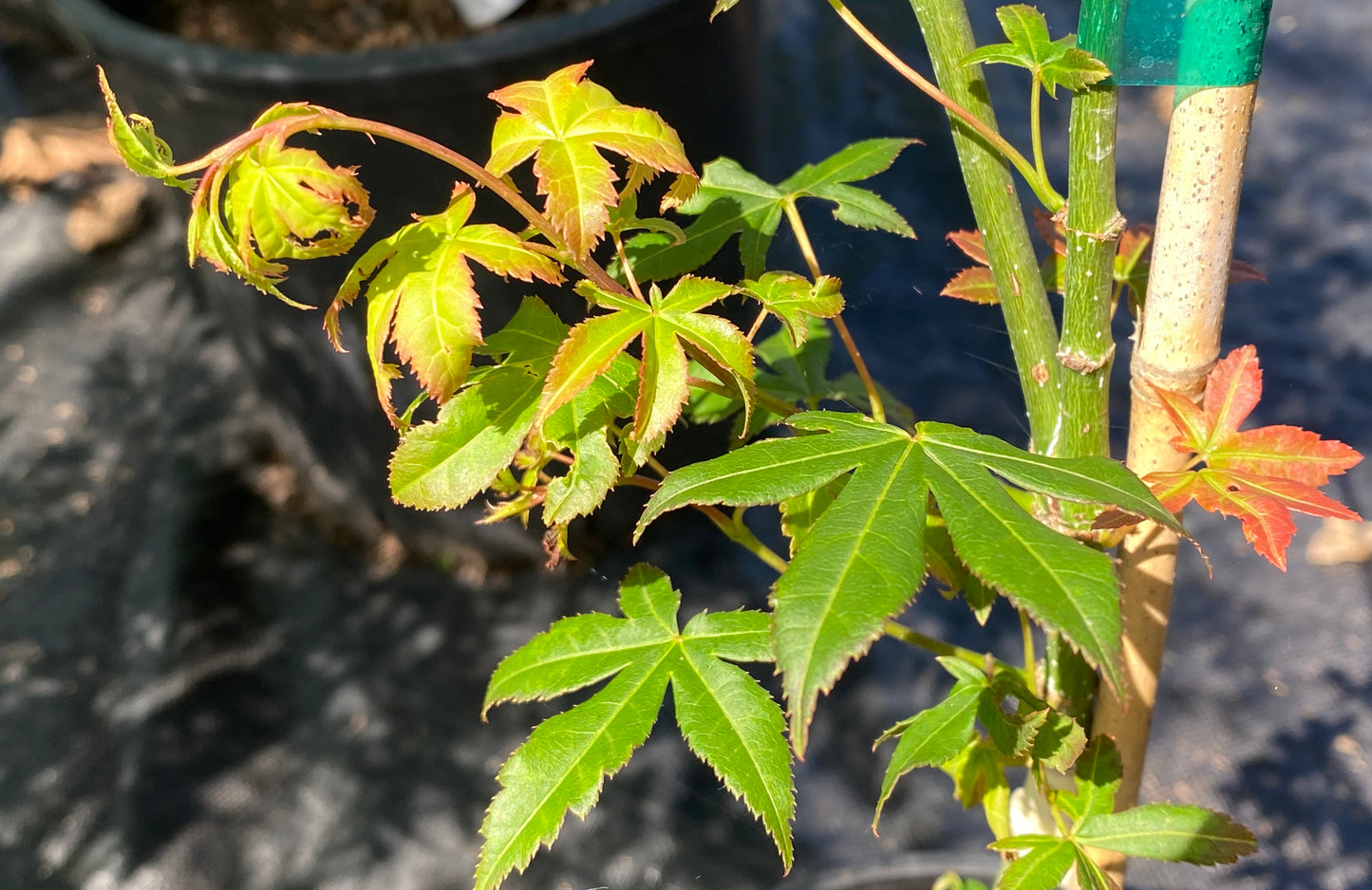 Acer palmatum 'Harvest Orange'