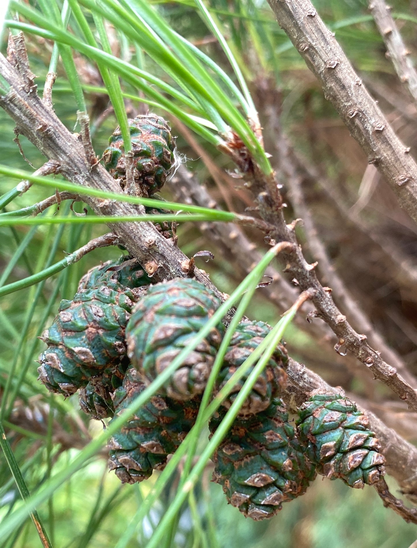 Pinus densiflora 'Umbraculifera'
