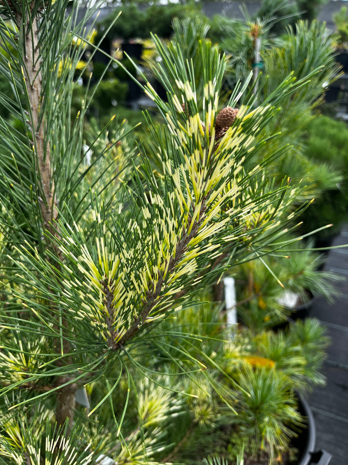 Pinus densiflora 'Burke's Red Variegated'