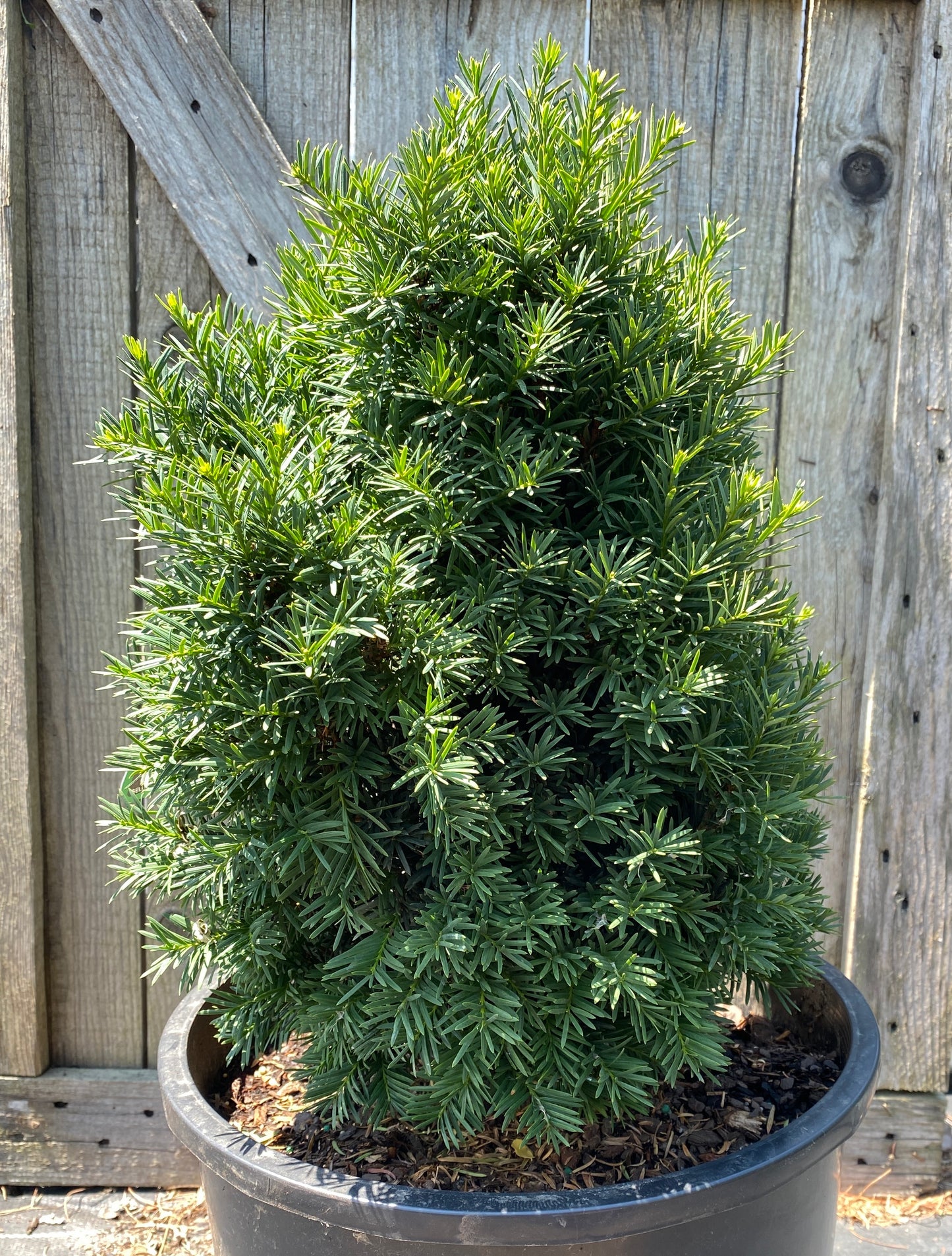Taxus baccata 'Green Diamond'