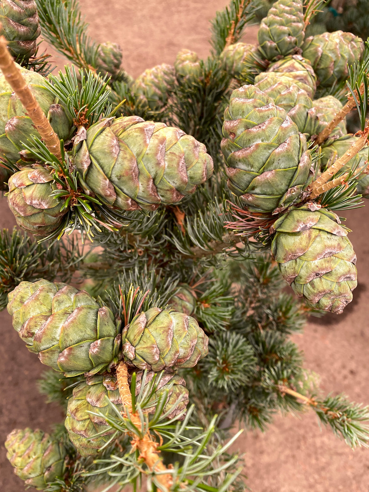 Pinus parviflora 'Cleary'