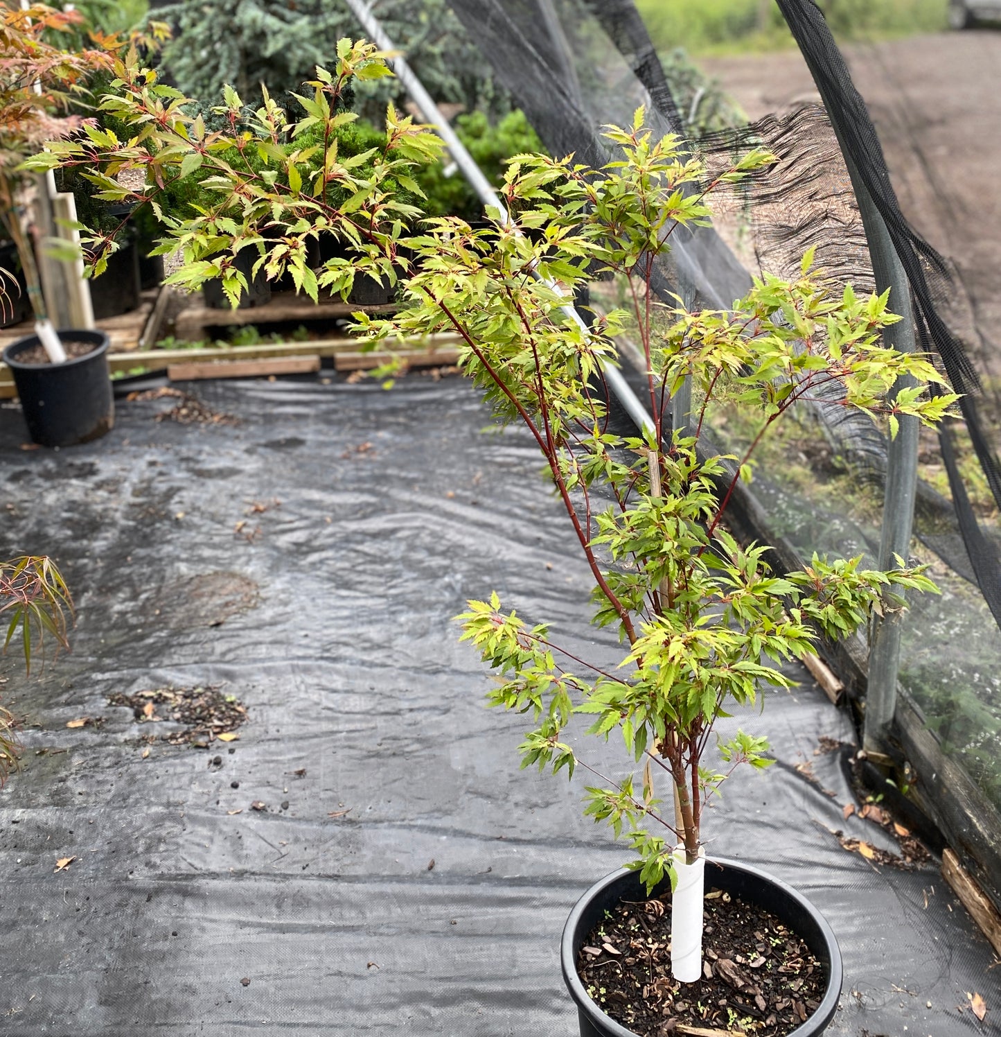 Acer palmatum 'Beni Hagaromo'