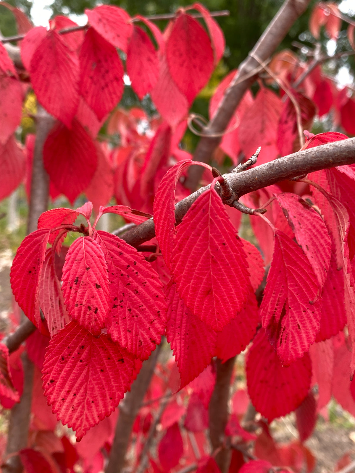 Viburnum plicatum tomentosum 'Mariesii'