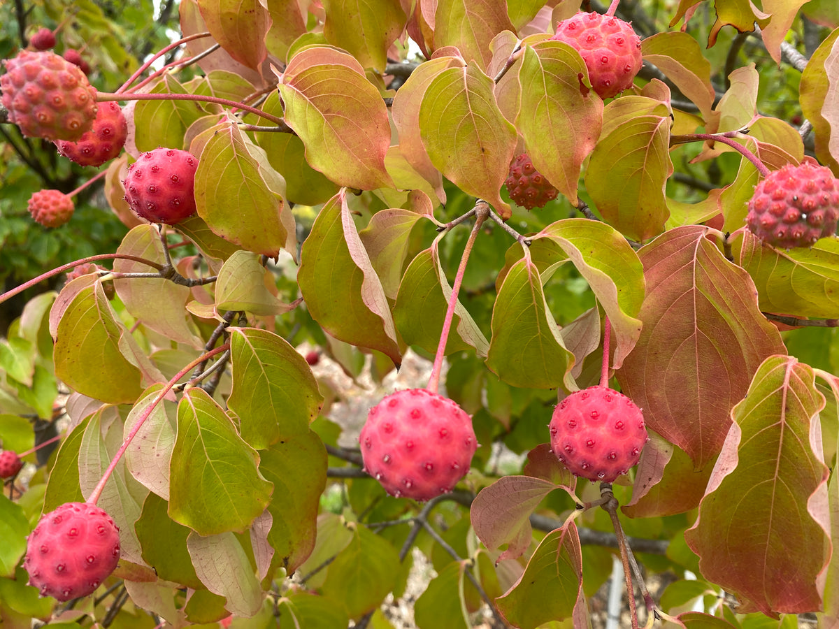 Cornus kousa chinensis