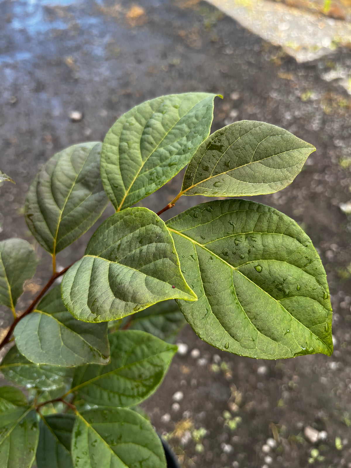 Styrax japonicus 'Martin's Red Star'
