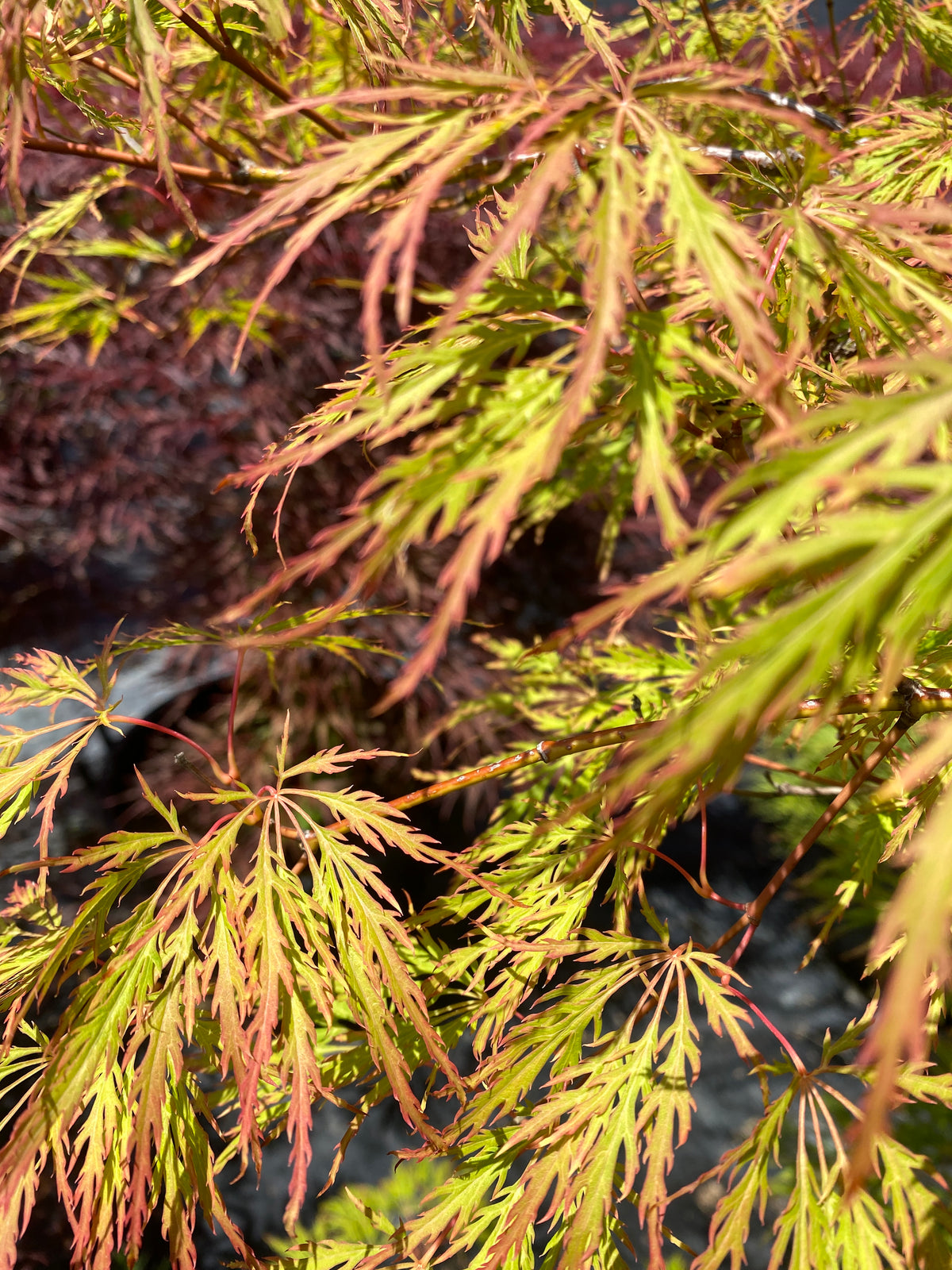 Acer palmatum dissectum 'Viridis'