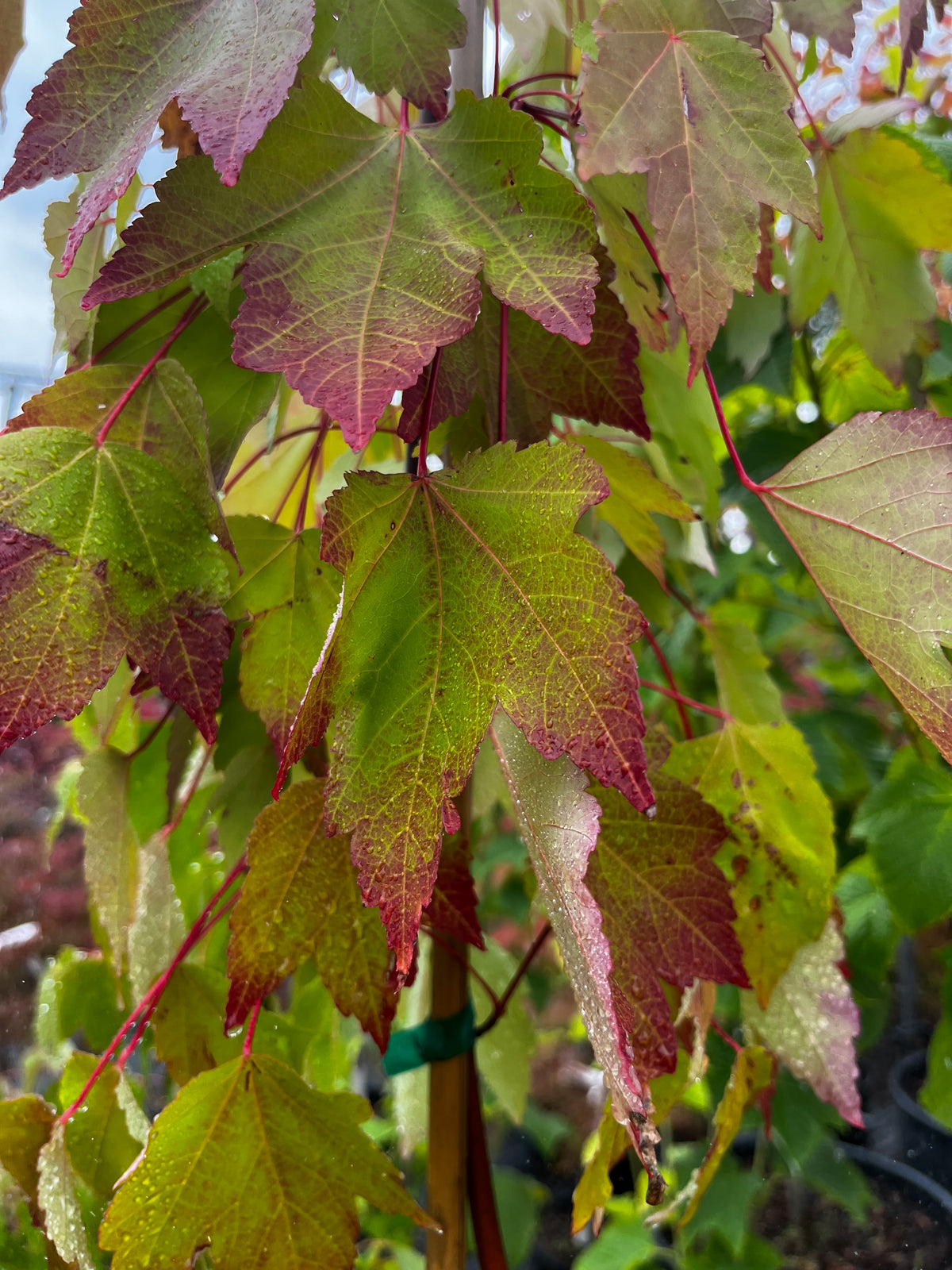 Acer rubrum 'Red Sunset'