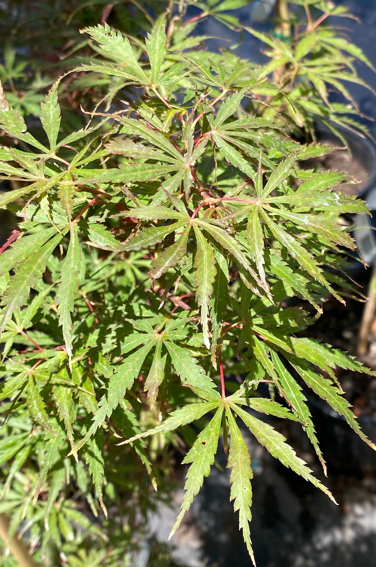 Acer palmatum 'Jerre Schwartz'