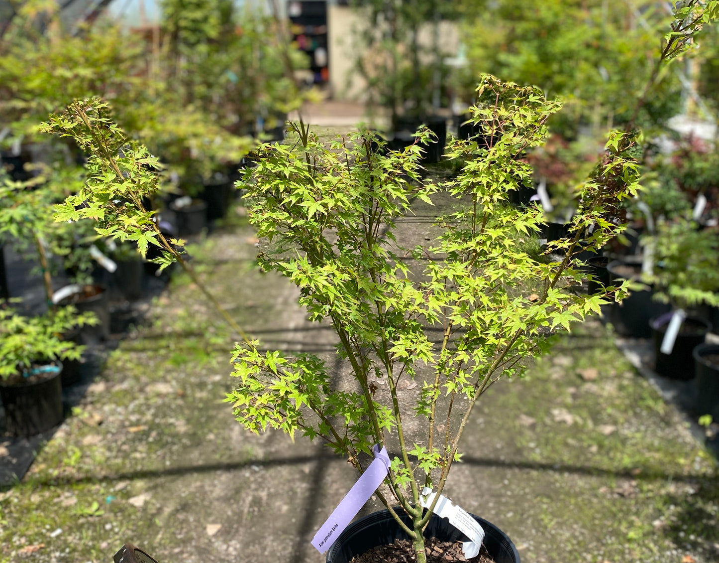 Acer palmatum 'Saiho'