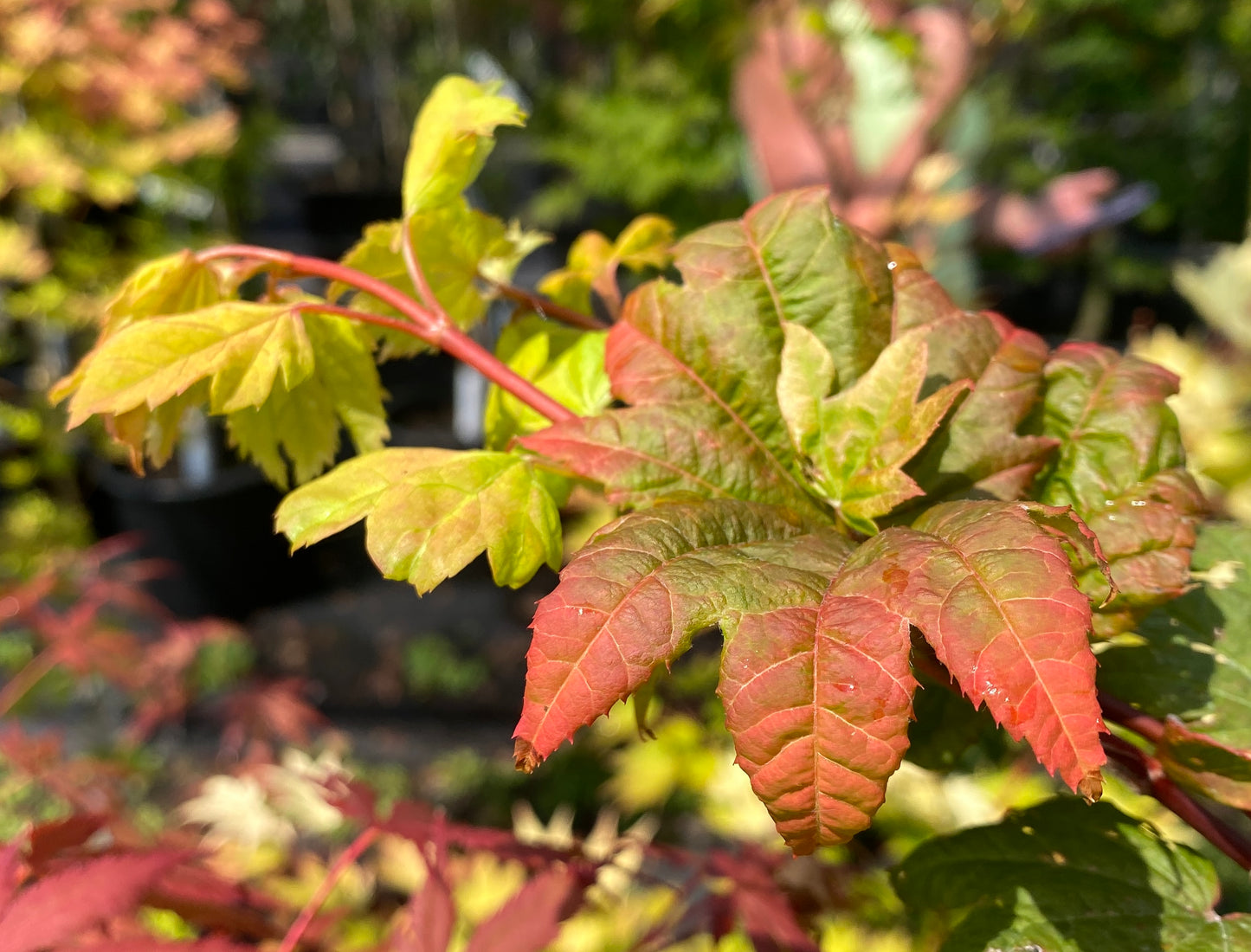 Acer circinatum 'Sunglow'
