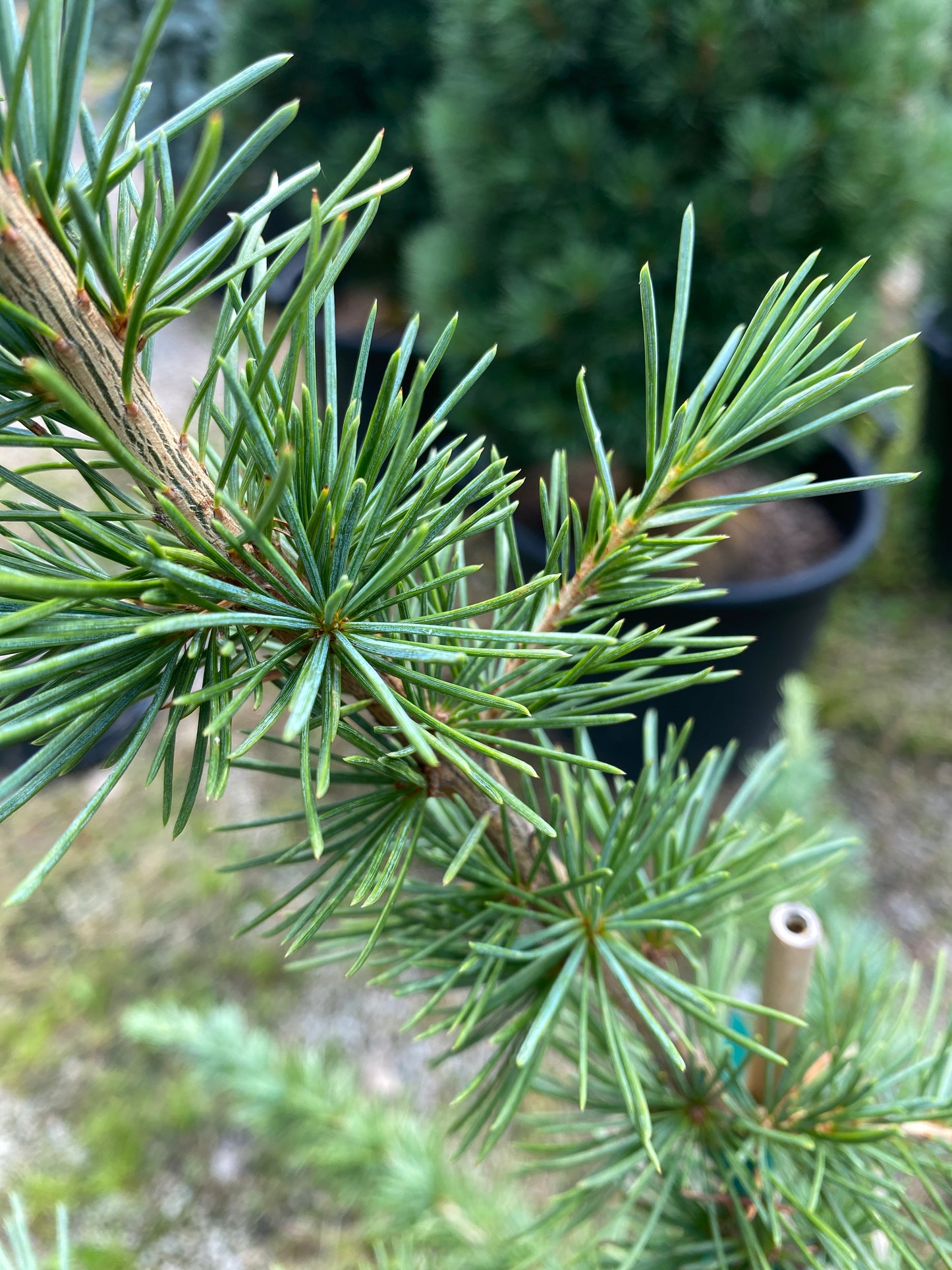 Cedrus deodara 'Eisrengen'