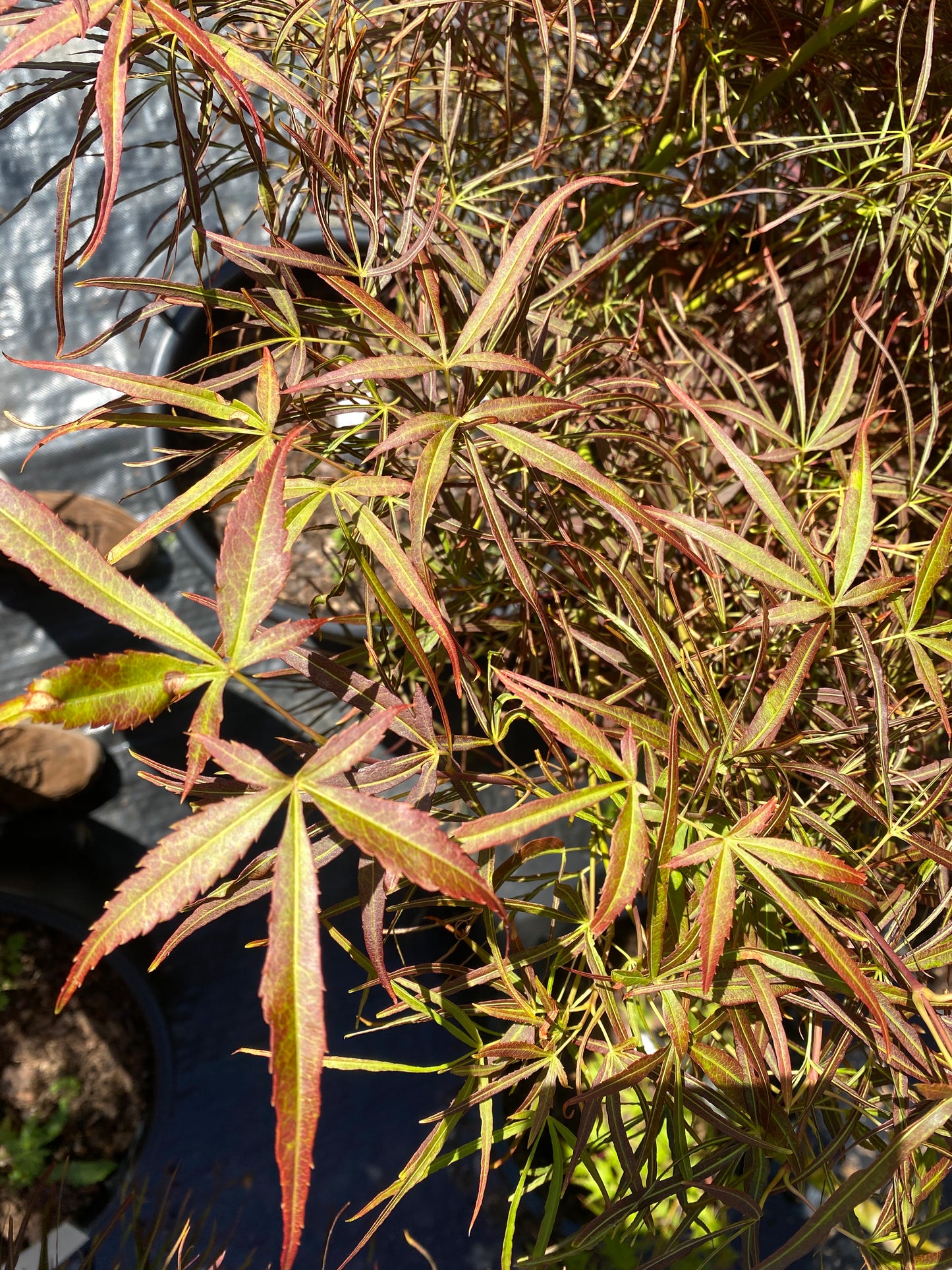 Acer palmatum 'Red Pygmy'