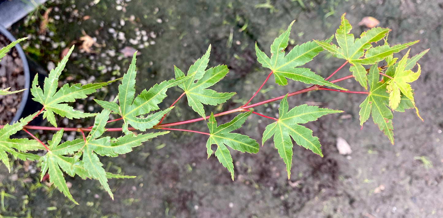 Acer palmatum 'Nishiki Gawa'