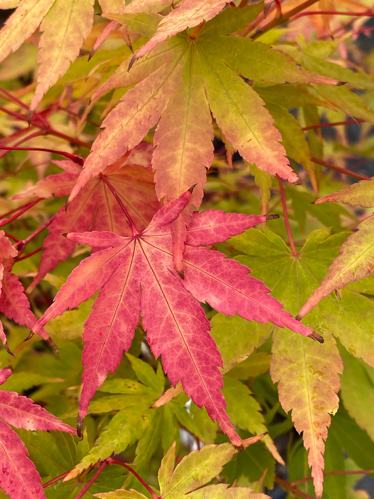 Acer palmatum 'Sango kaku'