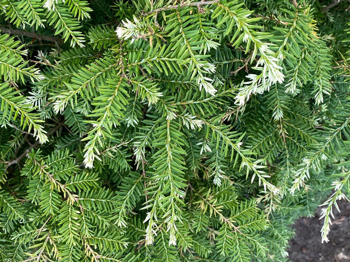 Tsuga canadensis 'Gentsch White'