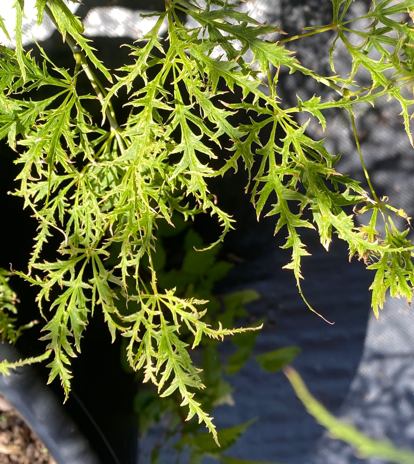 Acer palmatum 'Filigree'