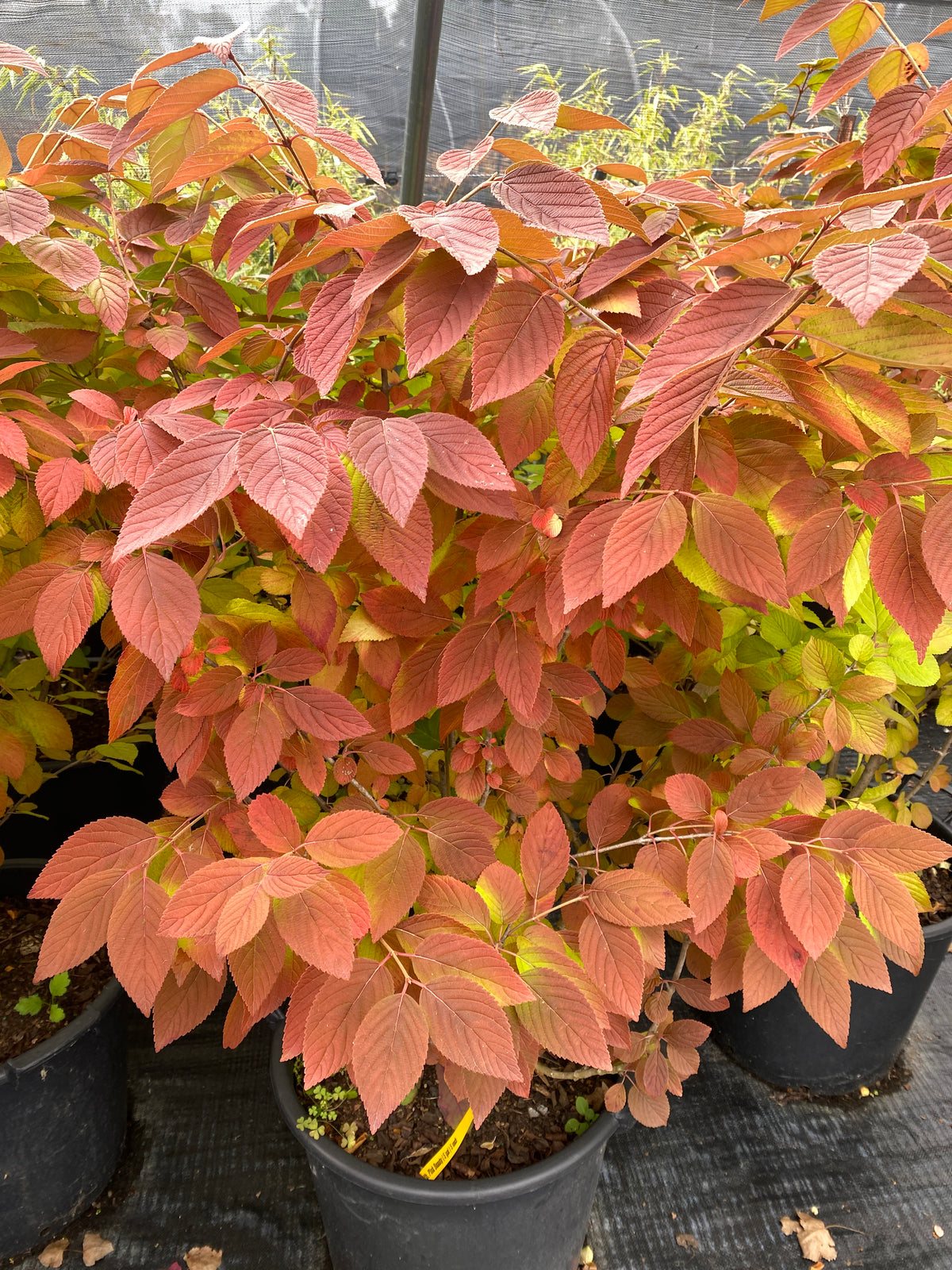 Viburnum plicatum tomentosum 'Pink Beauty'