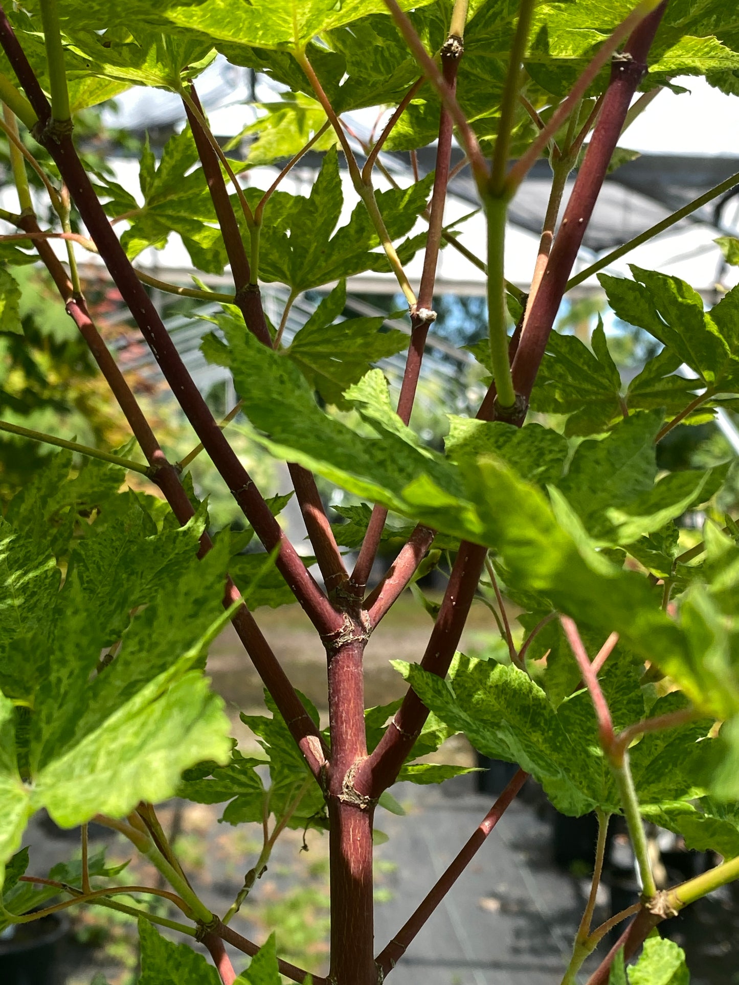 Acer sieboldianum 'Kumoi nishiki'