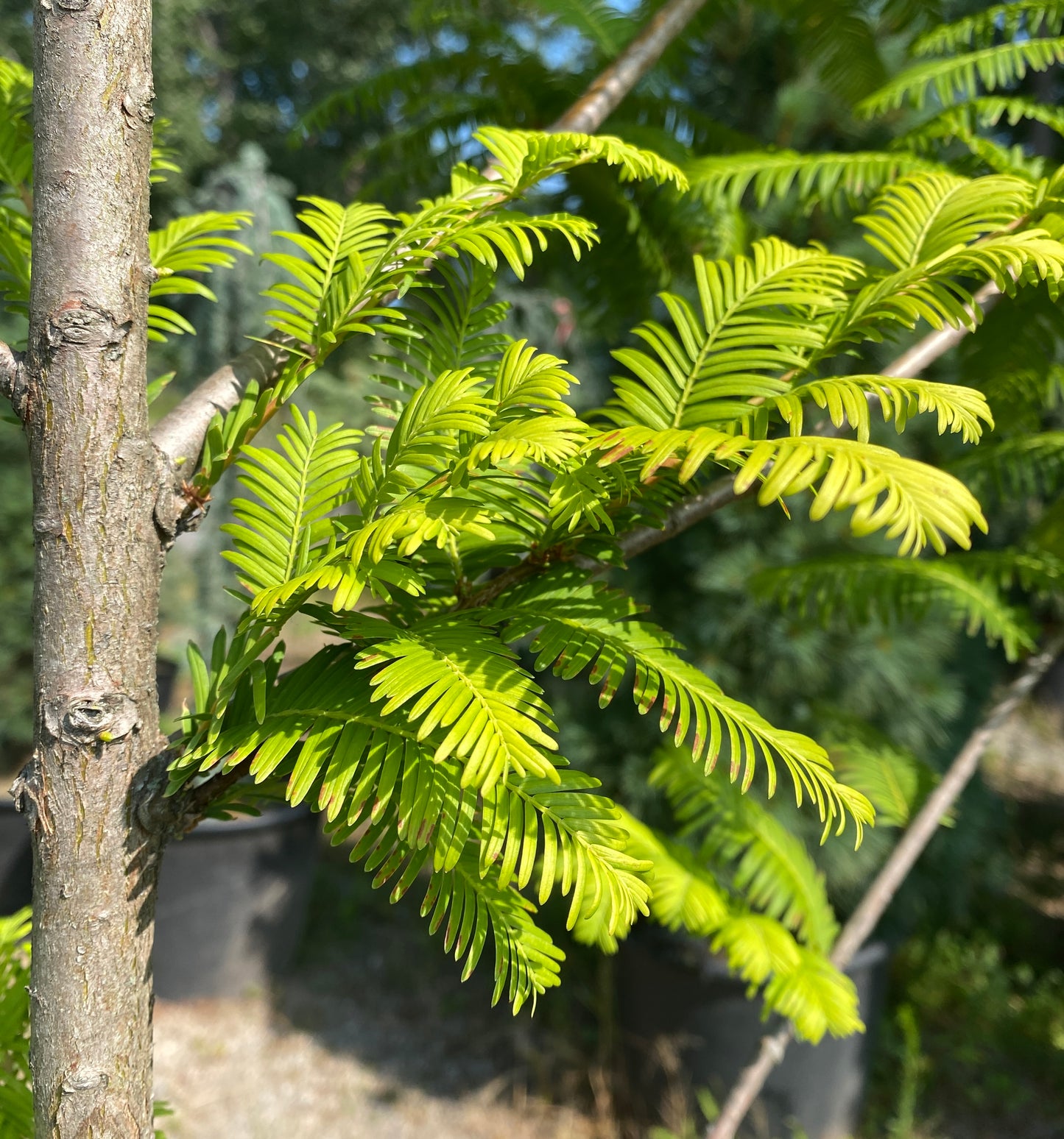Metasequoia glyptostroboides 'Amber Glow'