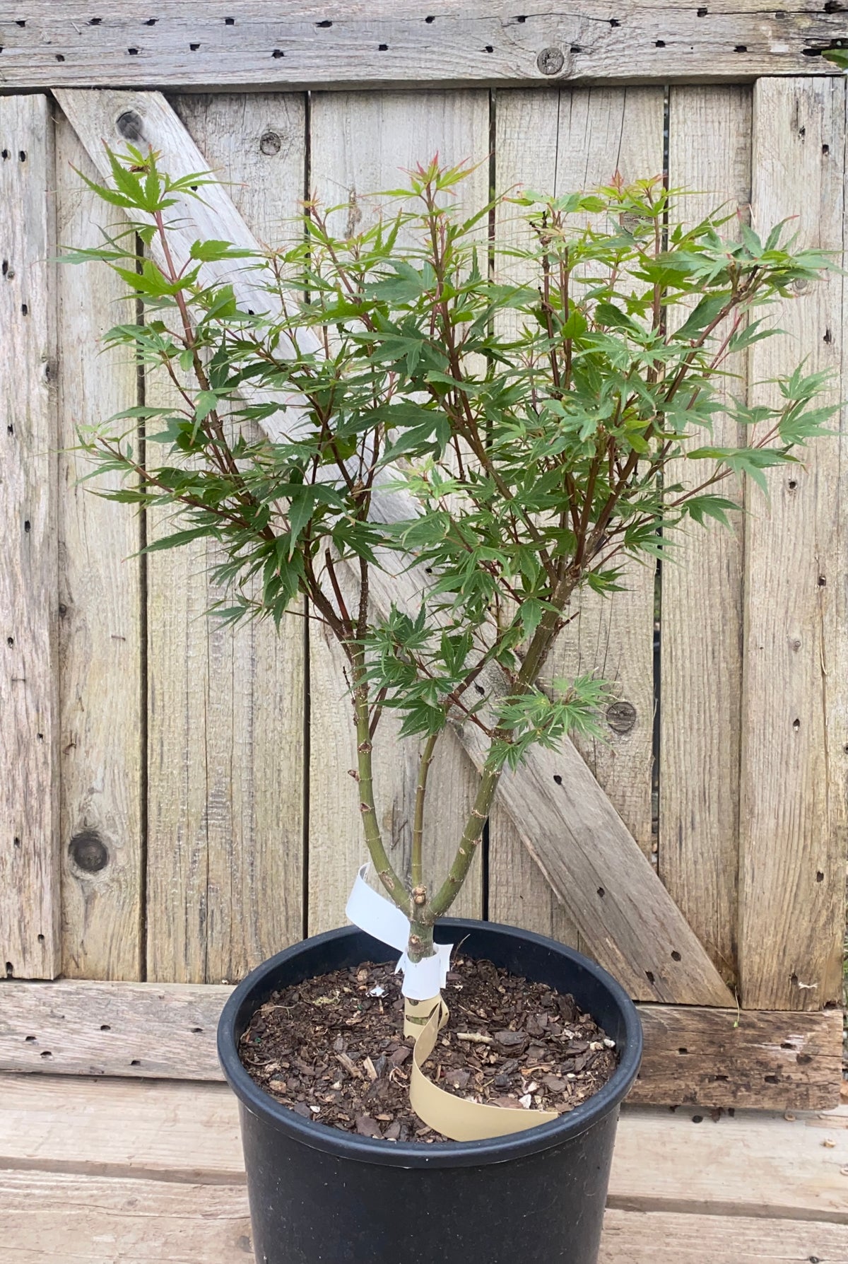 Acer palmatum 'Kuro Hime'
