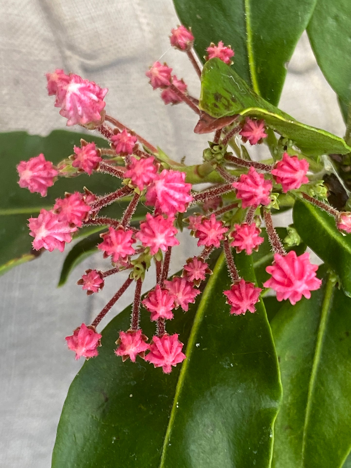 Kalmia latifolia 'Olympic Fire'