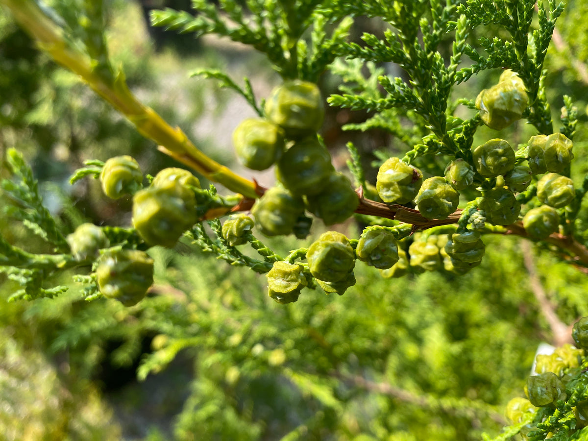 Chamaecyparis pisifera 'RutCham1'