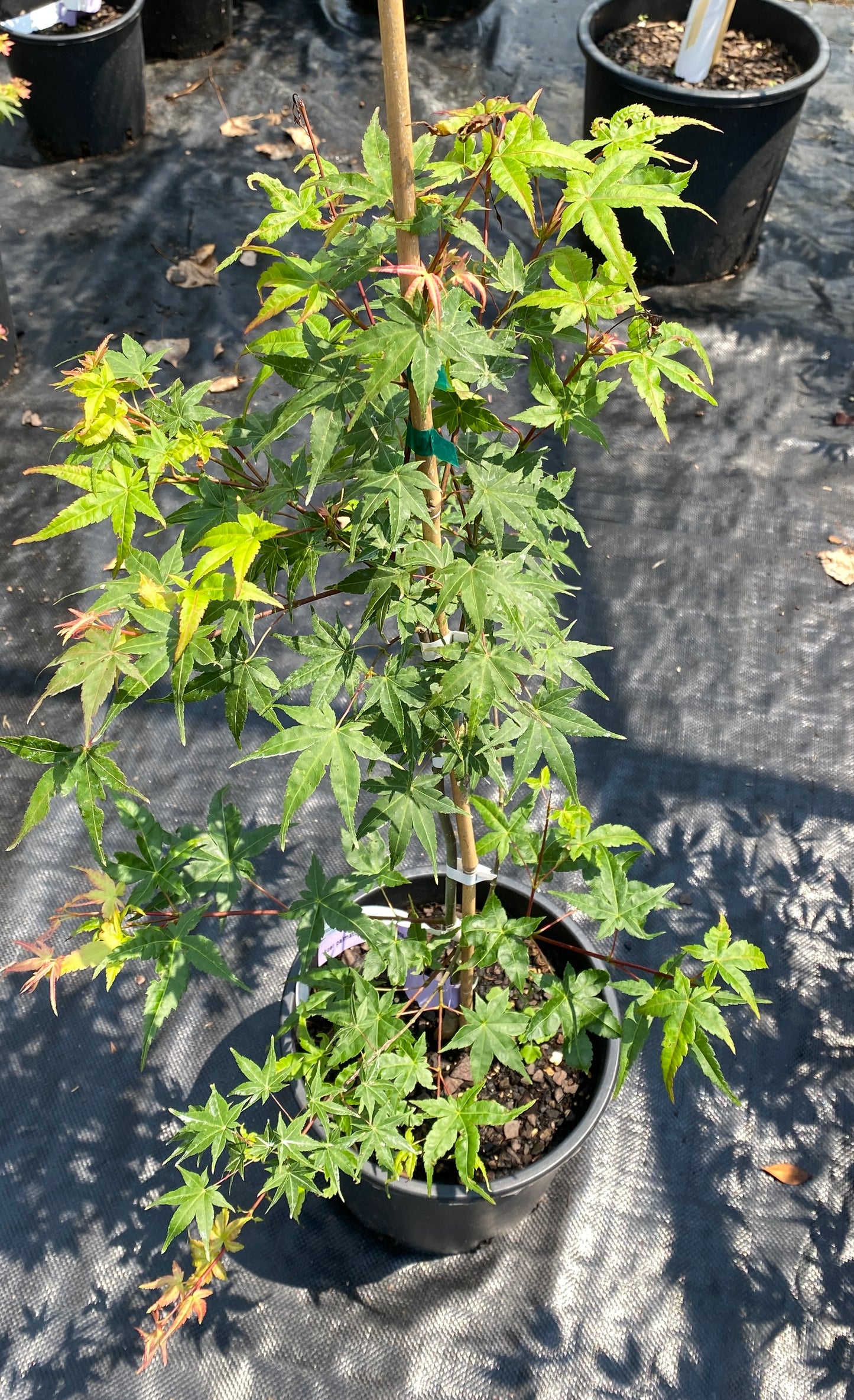 Acer palmatum 'Beni Tsukasa'