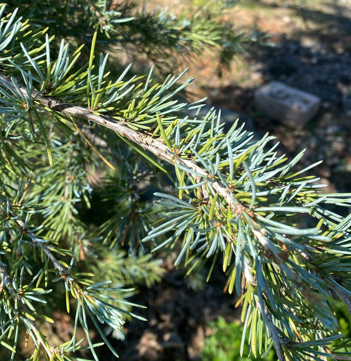 Cedrus deodara 'Sanders Blue'