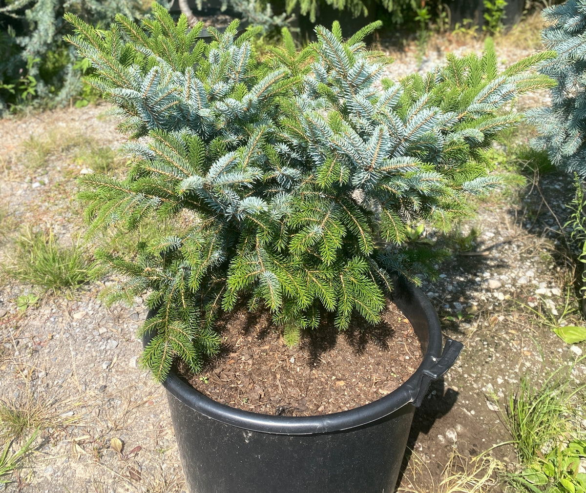 Picea bicolor 'Howells Dwarf Tigertail'