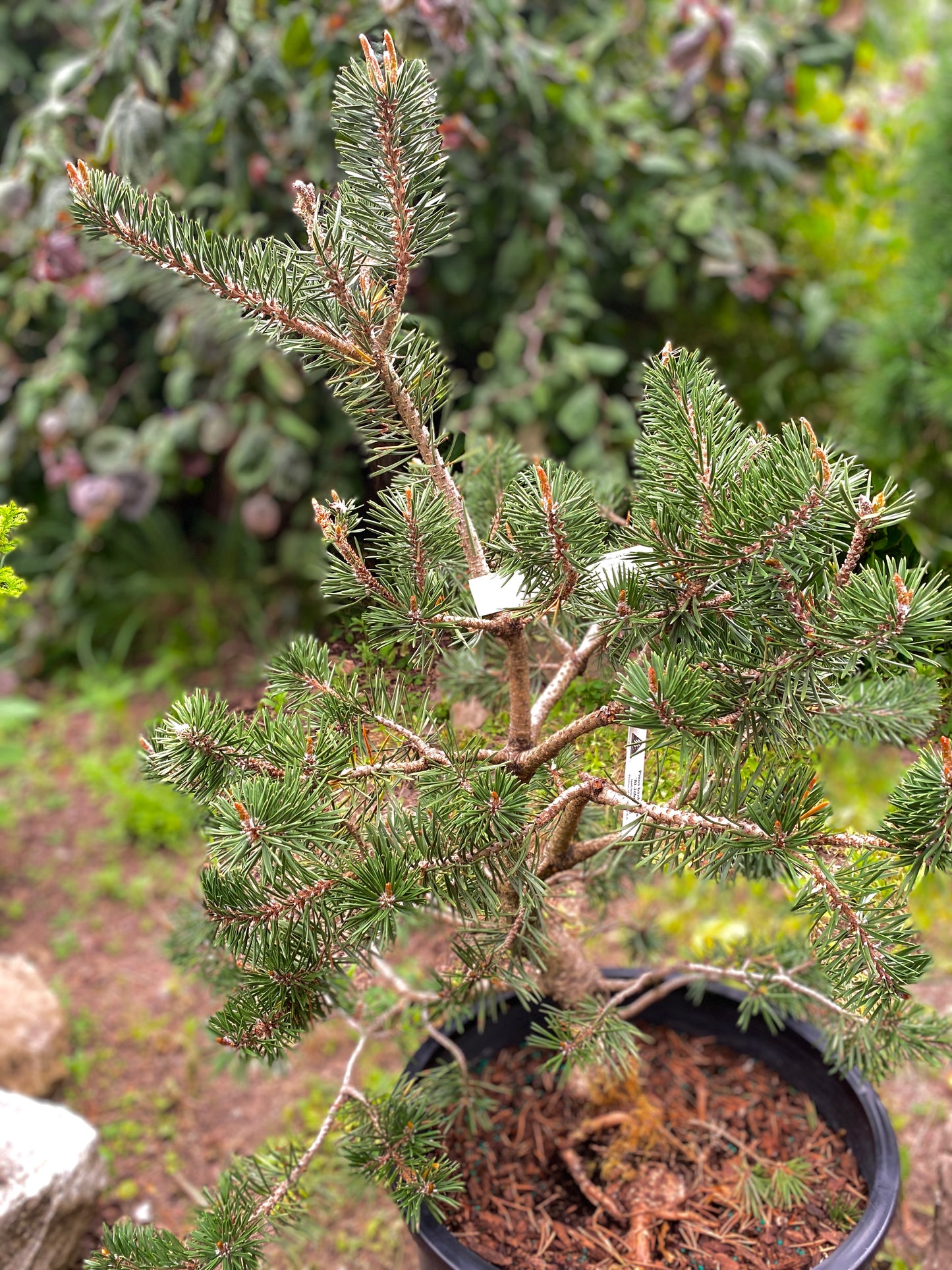 Pinus banksiana 'Al Johnson'