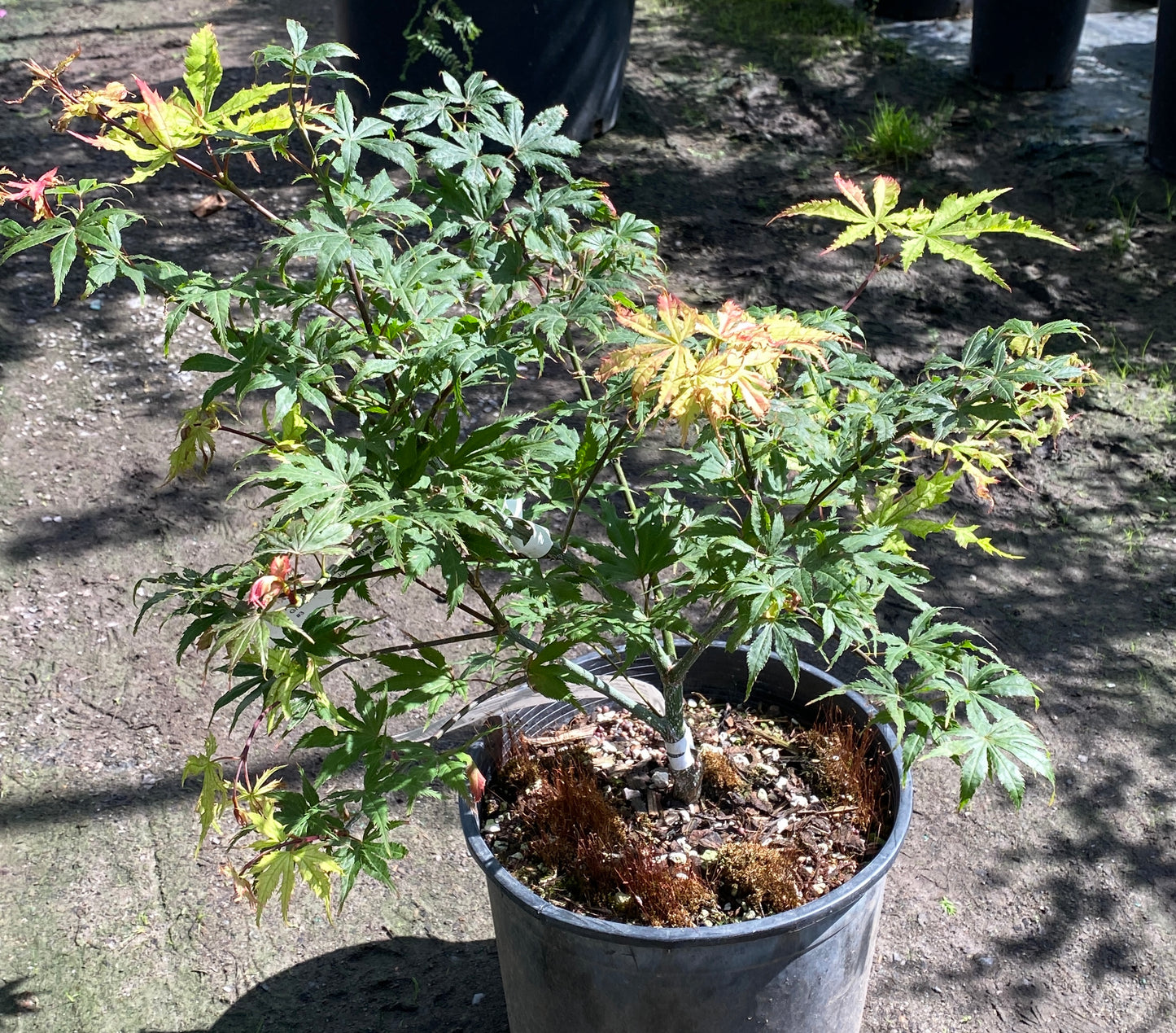 Acer palmatum 'Grandma Ghost'