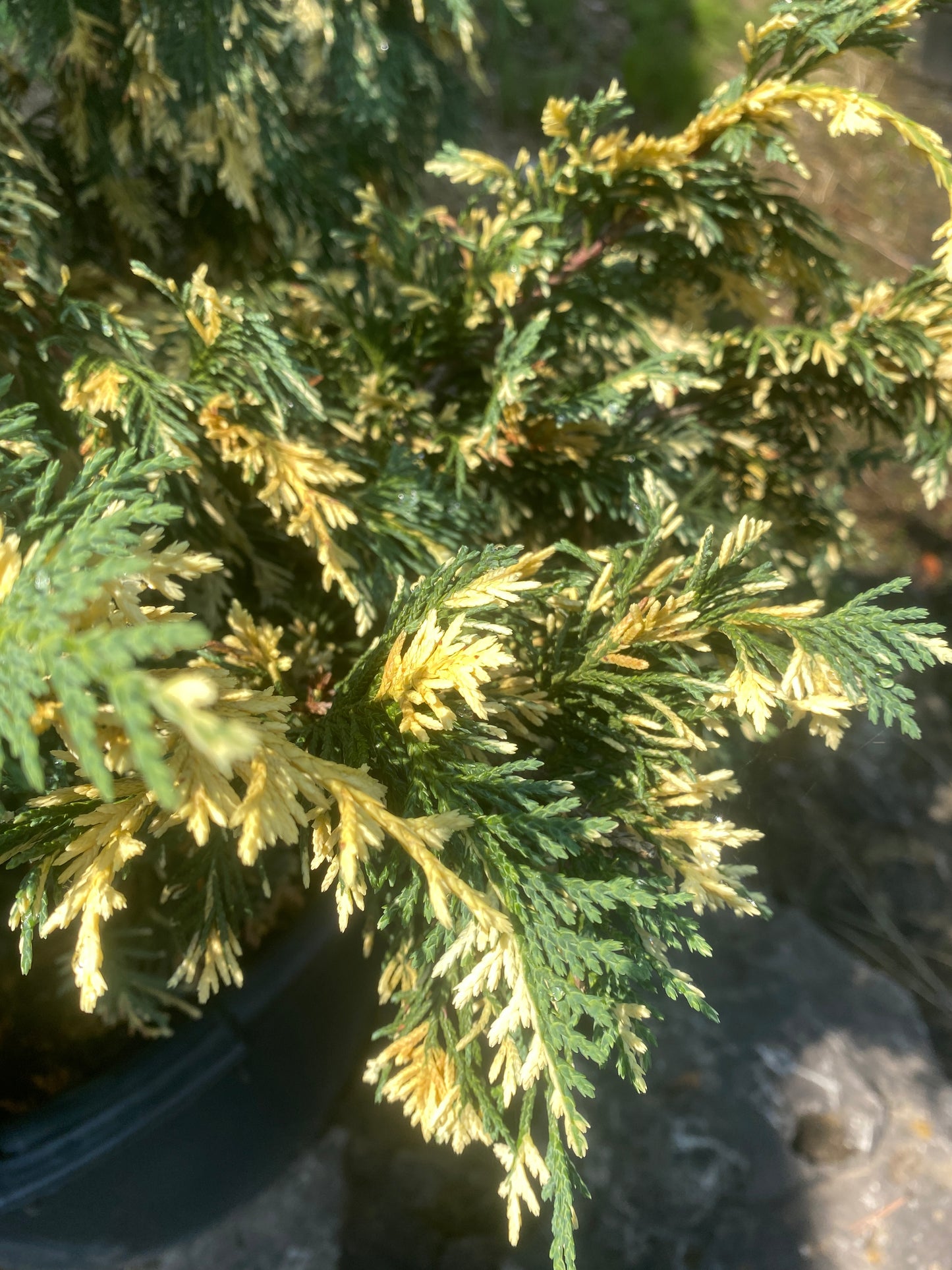 Chamaecyparis nootkatensis 'Sparkling Arrow'