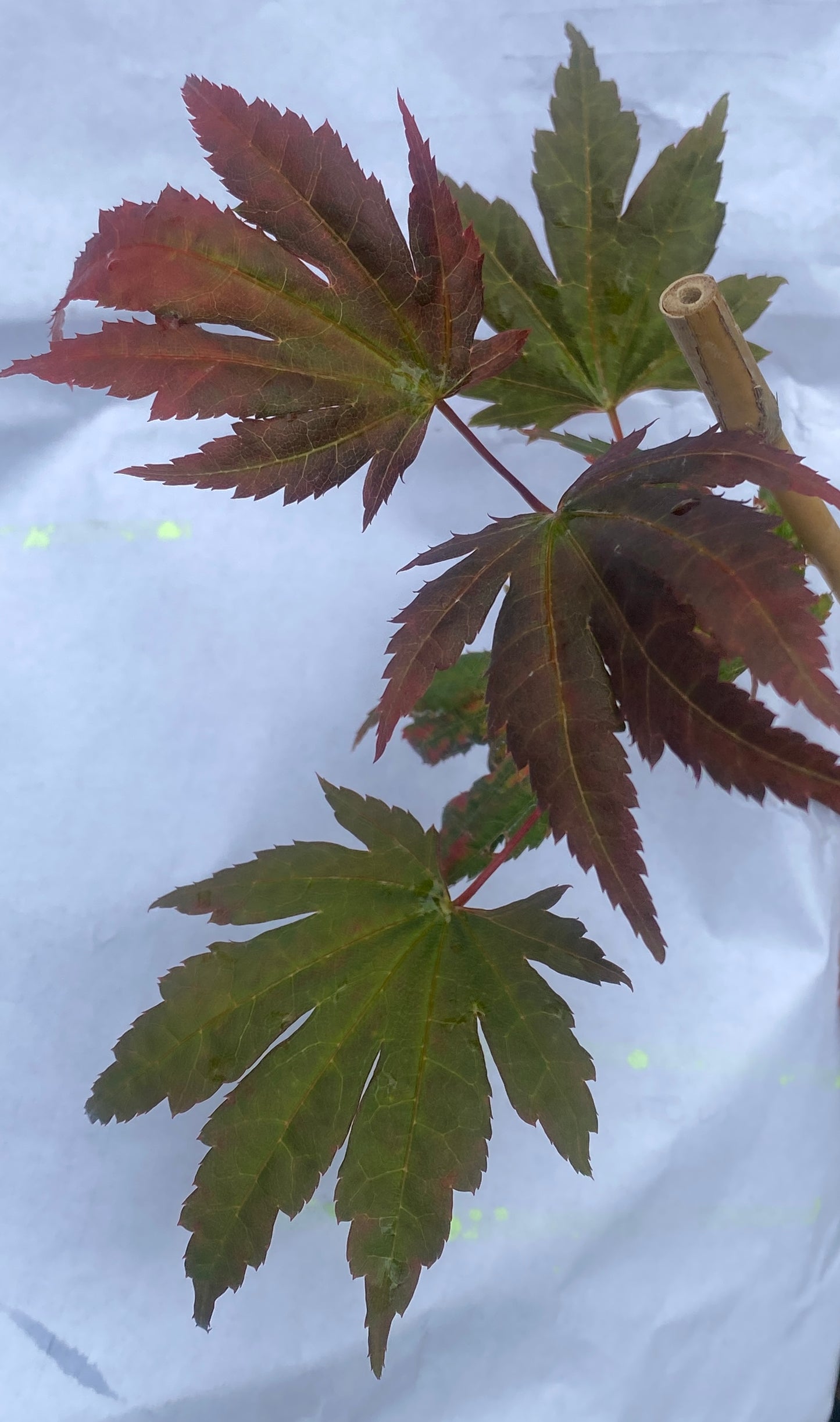 Acer palmatum x 'Purple Curl'