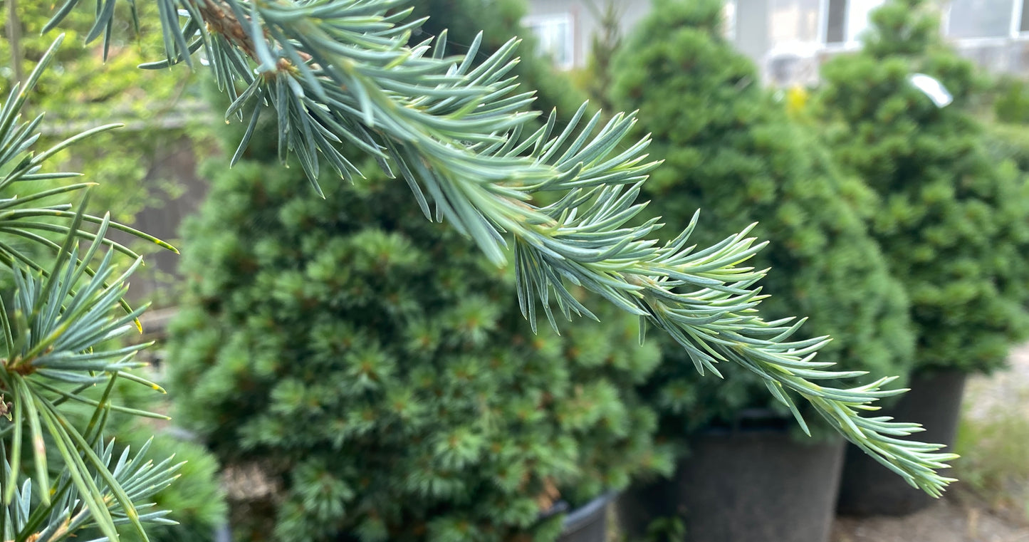 Cedrus libani 'Beacon Hill'