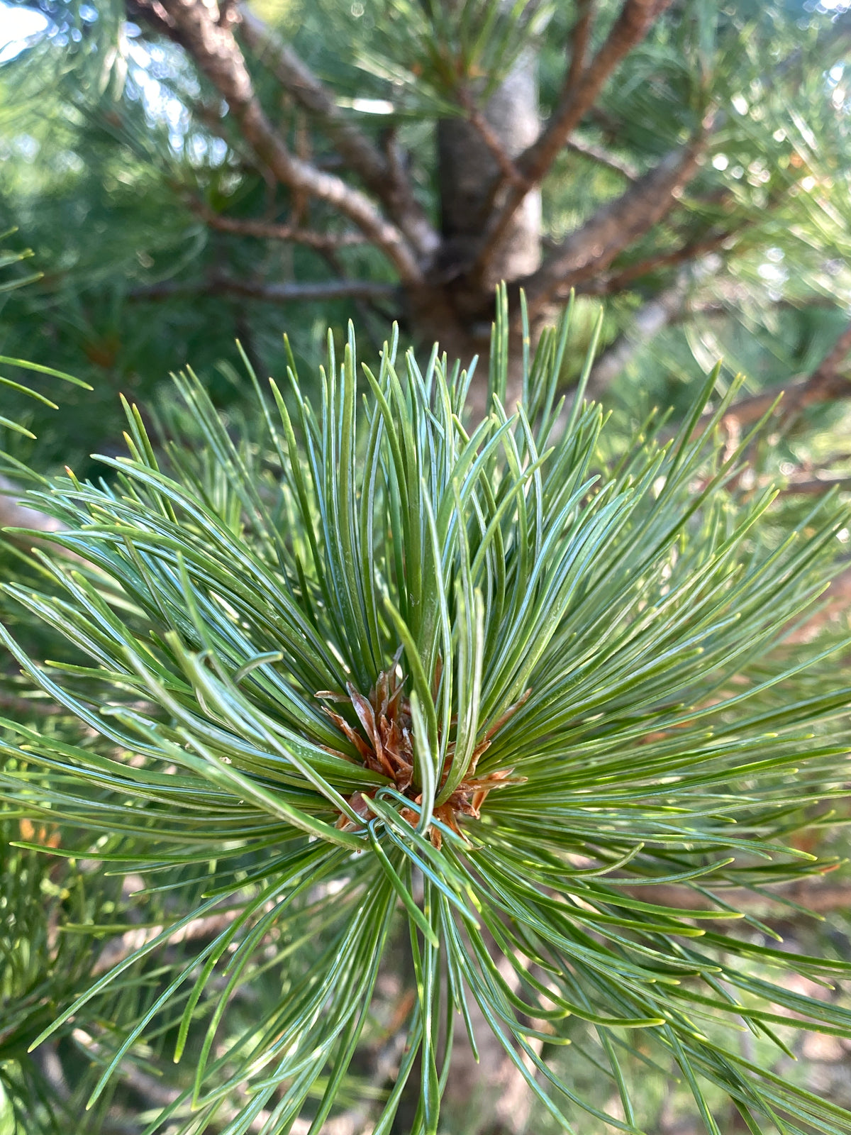 Pinus cembra 'Twister'