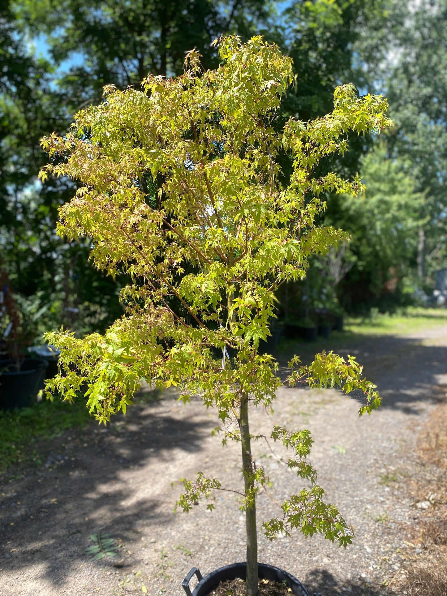 Acer palmatum