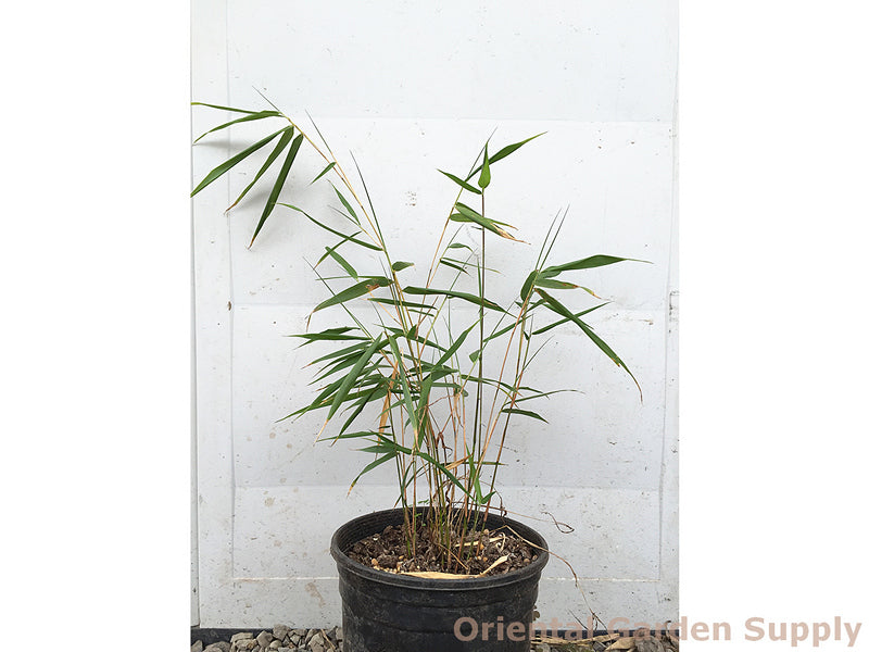 Fargesia sp. 'Scabrida'