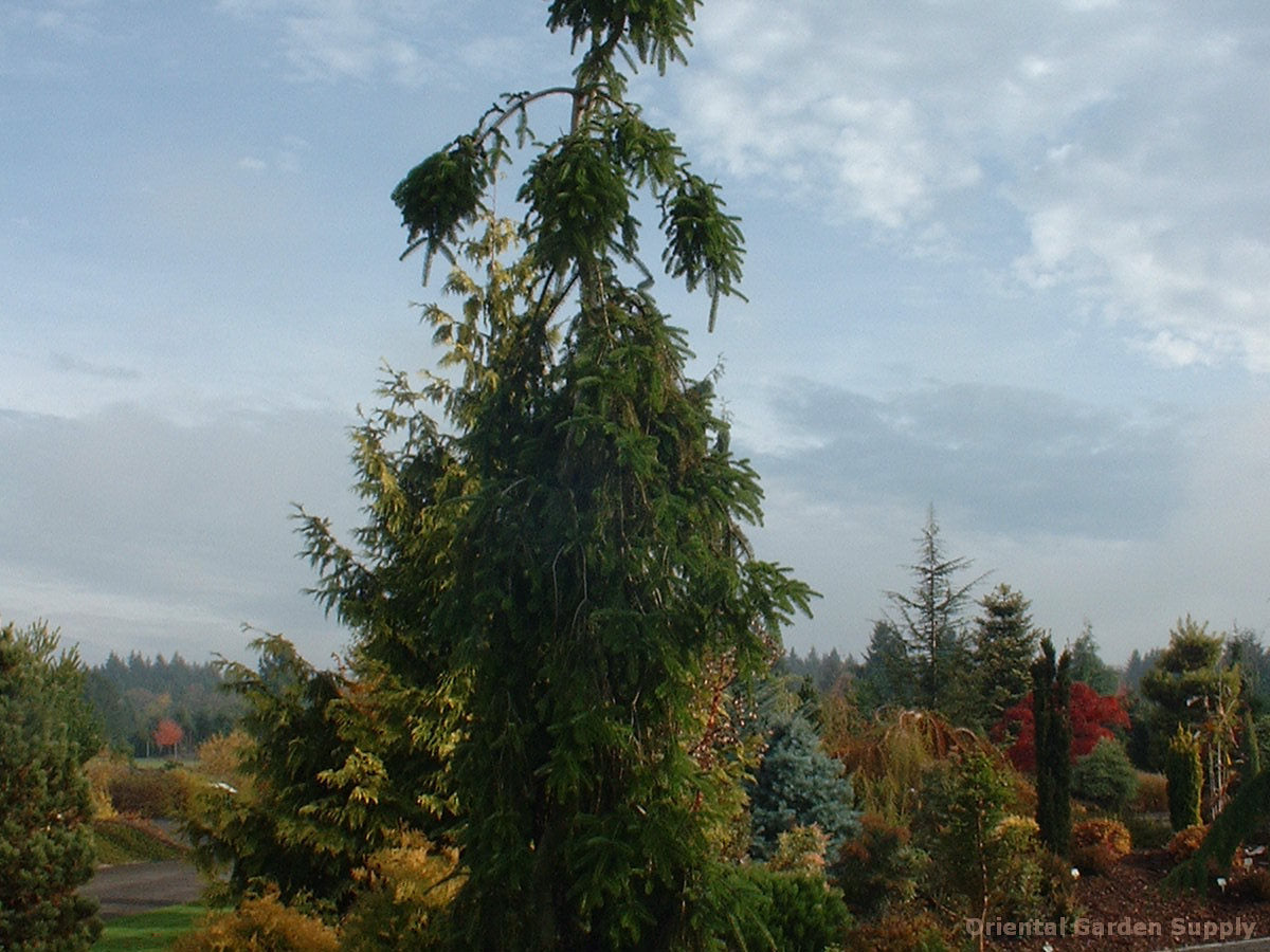 Abies alba 'Pendula'