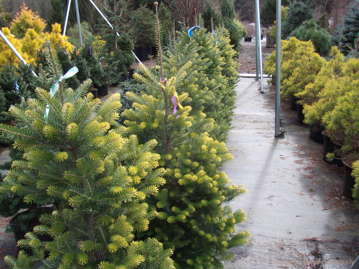 Abies koreana 'Aurea'