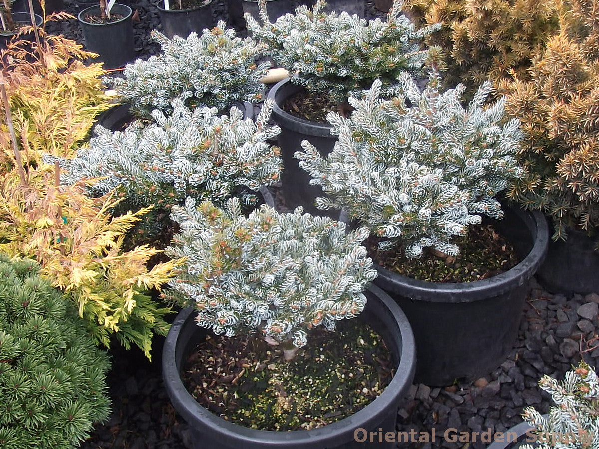 Abies koreana 'Ice Breaker'