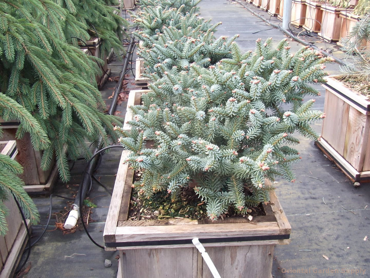 Abies pinsapo 'Horstmann'