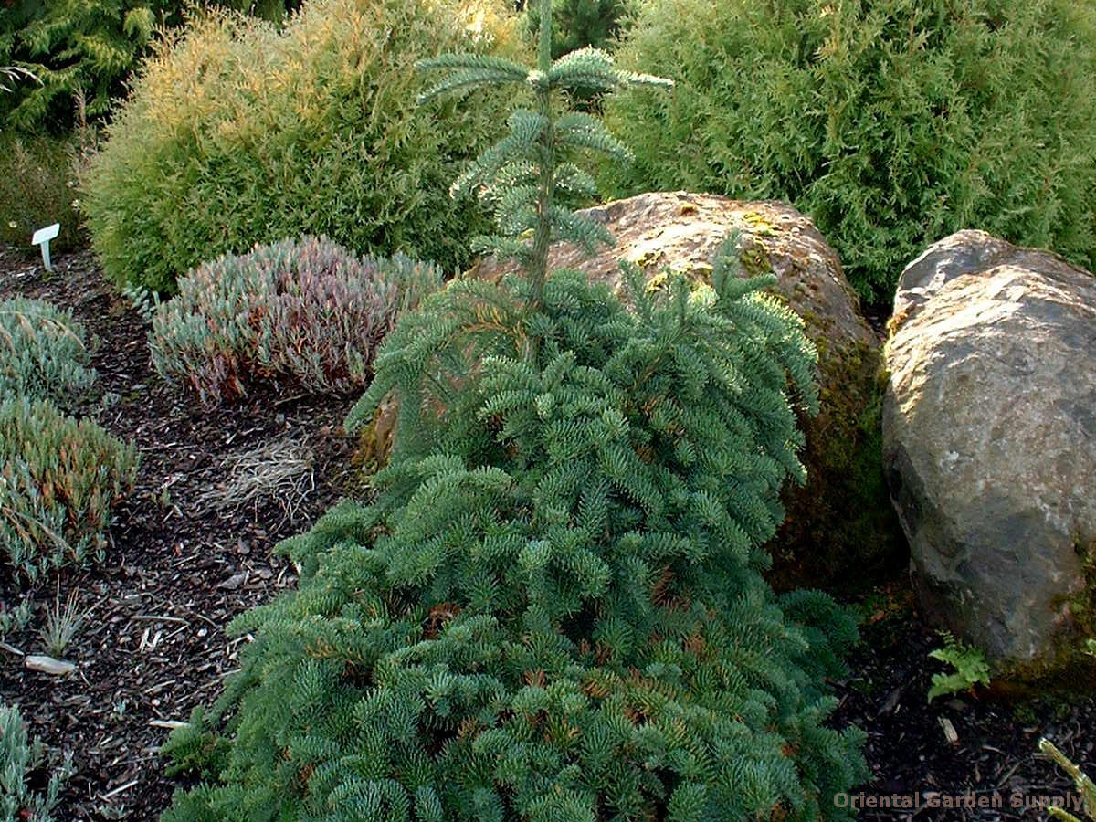 Abies procera 'La Graciosa'