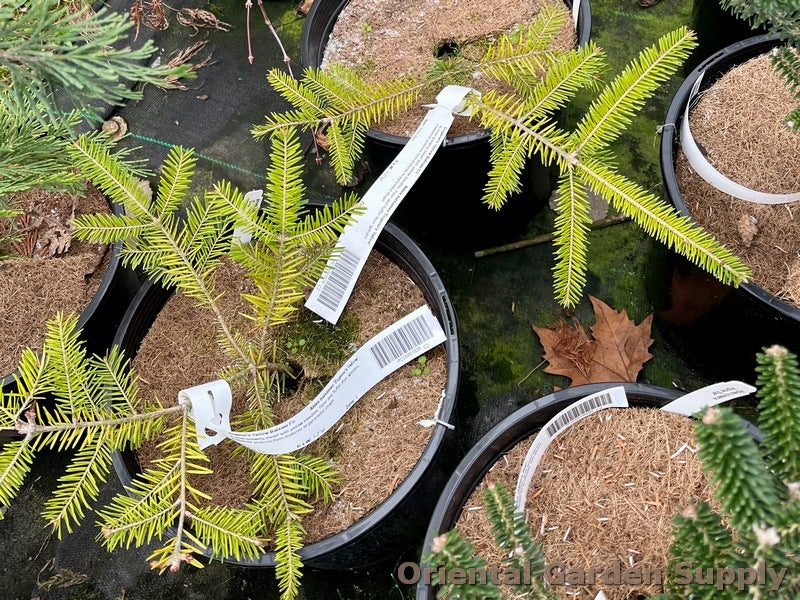 Abies balsamea 'Eugene's Yellow'