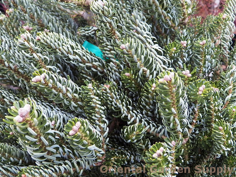 Abies koreana 'Horstmann Silberlocke'