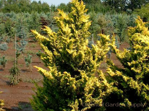 Chamaecyparis obtusa 'Fernspray Gold'