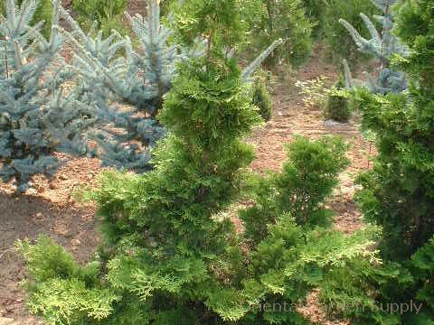 Chamaecyparis obtusa 'Gracilis'