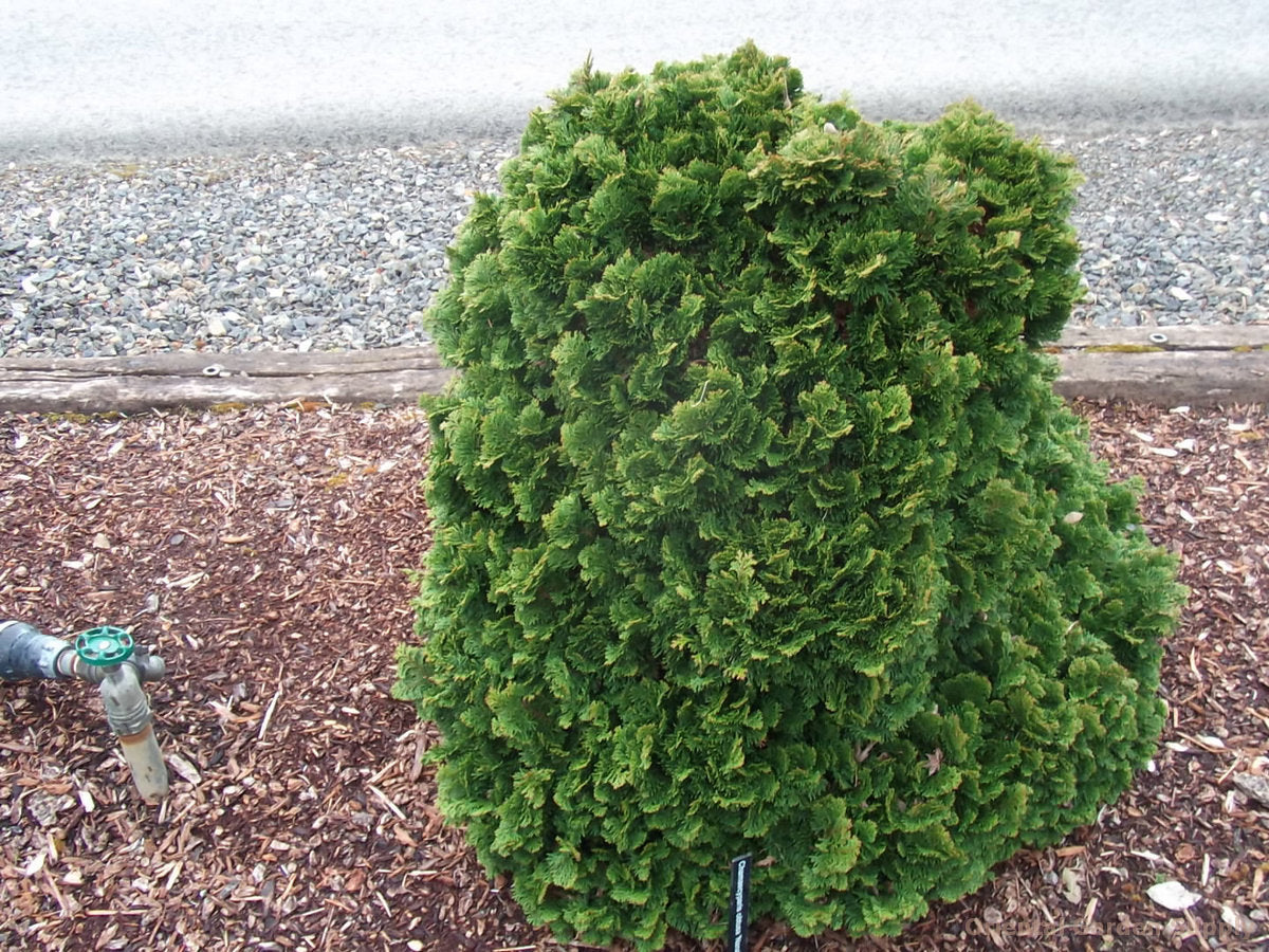 Chamaecyparis obtusa 'Nana Gracilis'